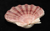 白碟海扇蛤藏品圖，第14張