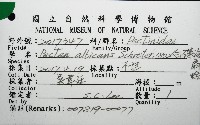 白碟海扇蛤藏品圖，第16張