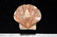 箱形海扇蛤藏品圖，第1張