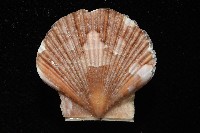 箱形海扇蛤藏品圖，第2張