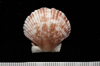 箱形海扇蛤藏品圖，第3張
