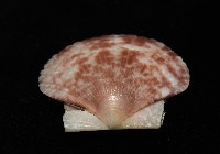 箱形海扇蛤藏品圖，第4張