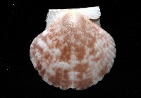 箱形海扇蛤藏品圖，第6張