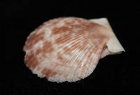 箱形海扇蛤藏品圖，第7張