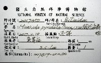 箱形海扇蛤藏品圖，第12張