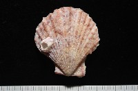 垂簾海扇蛤藏品圖，第3張
