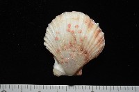 垂簾海扇蛤藏品圖，第4張