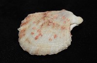 垂簾海扇蛤藏品圖，第6張