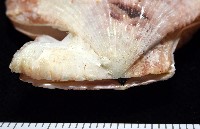 垂簾海扇蛤藏品圖，第11張