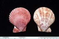 登錄號:007819-00083藏品圖，第1張