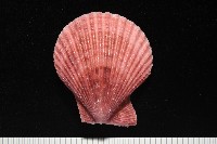 登錄號:007819-00083藏品圖，第3張