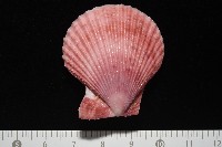 登錄號:007819-00083藏品圖，第4張
