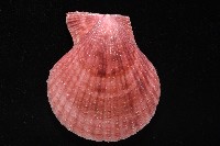 登錄號:007819-00083藏品圖，第5張