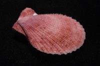 登錄號:007819-00083藏品圖，第6張