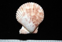 登錄號:007819-00083藏品圖，第8張