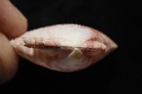 登錄號:007819-00083藏品圖，第9張