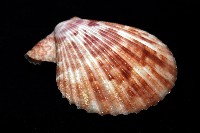登錄號:007819-00083藏品圖，第10張