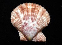 登錄號:007819-00083藏品圖，第11張