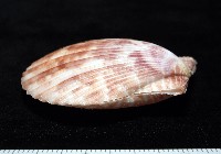 登錄號:007819-00083藏品圖，第12張