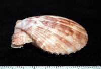 登錄號:007819-00083藏品圖，第13張