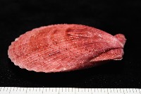 登錄號:007819-00083藏品圖，第14張