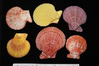高貴海扇蛤藏品圖，第2張
