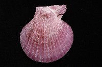 高貴海扇蛤藏品圖，第4張