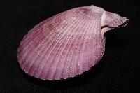 高貴海扇蛤藏品圖，第6張