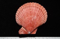 高貴海扇蛤藏品圖，第9張