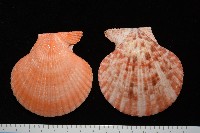 高貴海扇蛤藏品圖，第12張