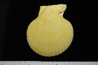 高貴海扇蛤藏品圖，第14張