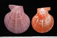 高貴海扇蛤藏品圖，第17張