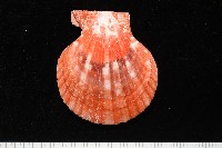 高貴海扇蛤藏品圖，第20張