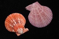 高貴海扇蛤藏品圖，第23張