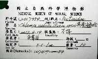 高貴海扇蛤藏品圖，第24張