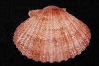 澳洲海扇蛤藏品圖，第5張