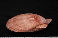 澳洲海扇蛤藏品圖，第7張