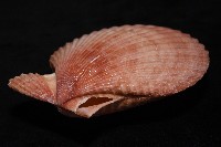 澳洲海扇蛤藏品圖，第15張
