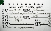 澳洲海扇蛤藏品圖，第16張