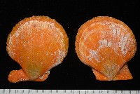 疏鱗海扇蛤藏品圖，第1張