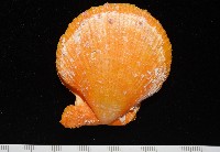 疏鱗海扇蛤藏品圖，第3張