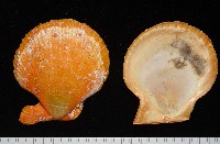 疏鱗海扇蛤藏品圖，第4張