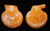 疏鱗海扇蛤藏品圖，第8張