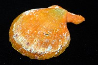 疏鱗海扇蛤藏品圖，第9張