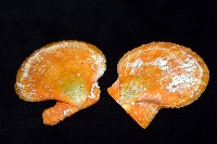 疏鱗海扇蛤藏品圖，第14張