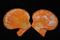 疏鱗海扇蛤藏品圖，第15張