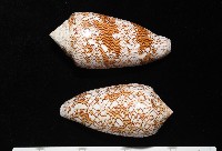 織錦芋螺藏品圖，第2張