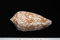 織錦芋螺藏品圖，第3張