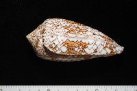 織錦芋螺藏品圖，第4張