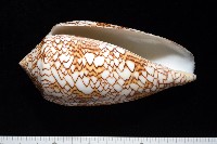 織錦芋螺藏品圖，第5張